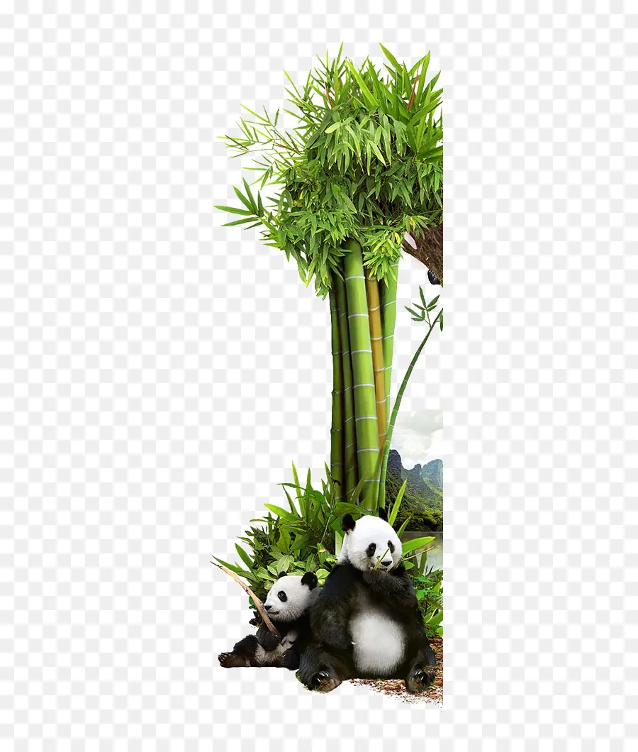 Pandas Et Bambous，Forêt De Bambous PNG