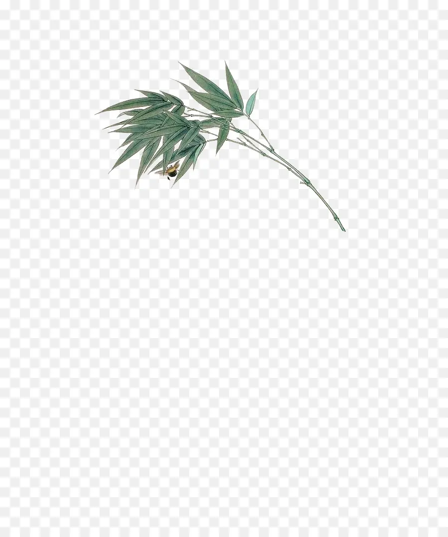 Branche De Bambou，Feuilles PNG