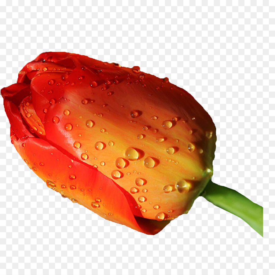 Fleur，Tulip PNG