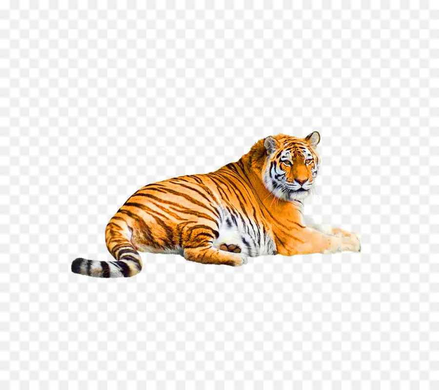 Tigre De Sibérie，Tigre Du Bengale PNG