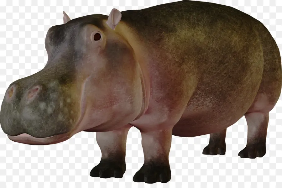 Hippopotame，Résolution De L Affichage PNG