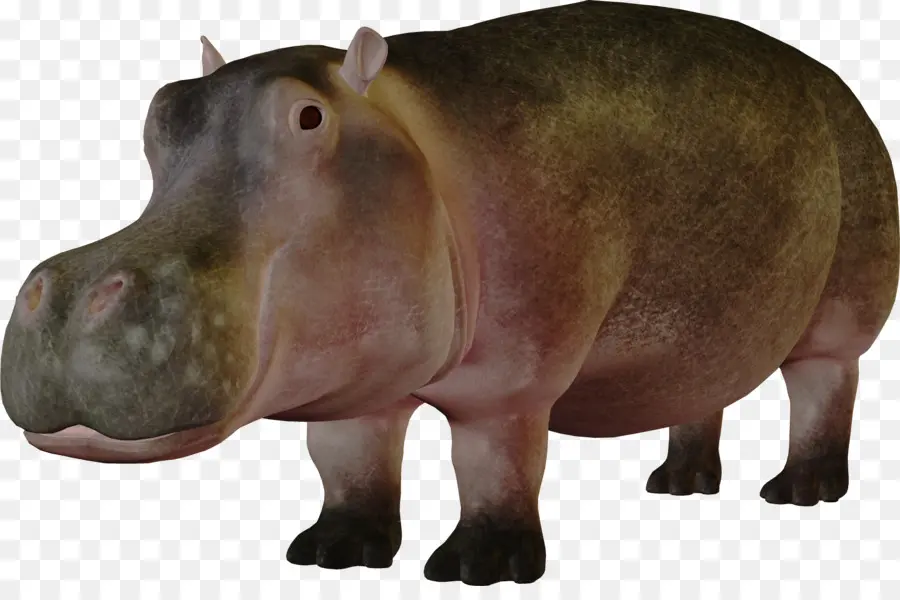 Hippopotame Coloré，Hippopotame PNG