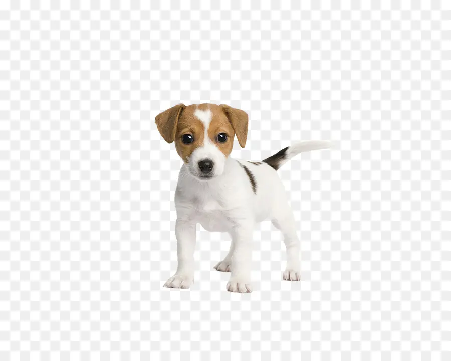 Terrier De Jack Russell，Chiot PNG