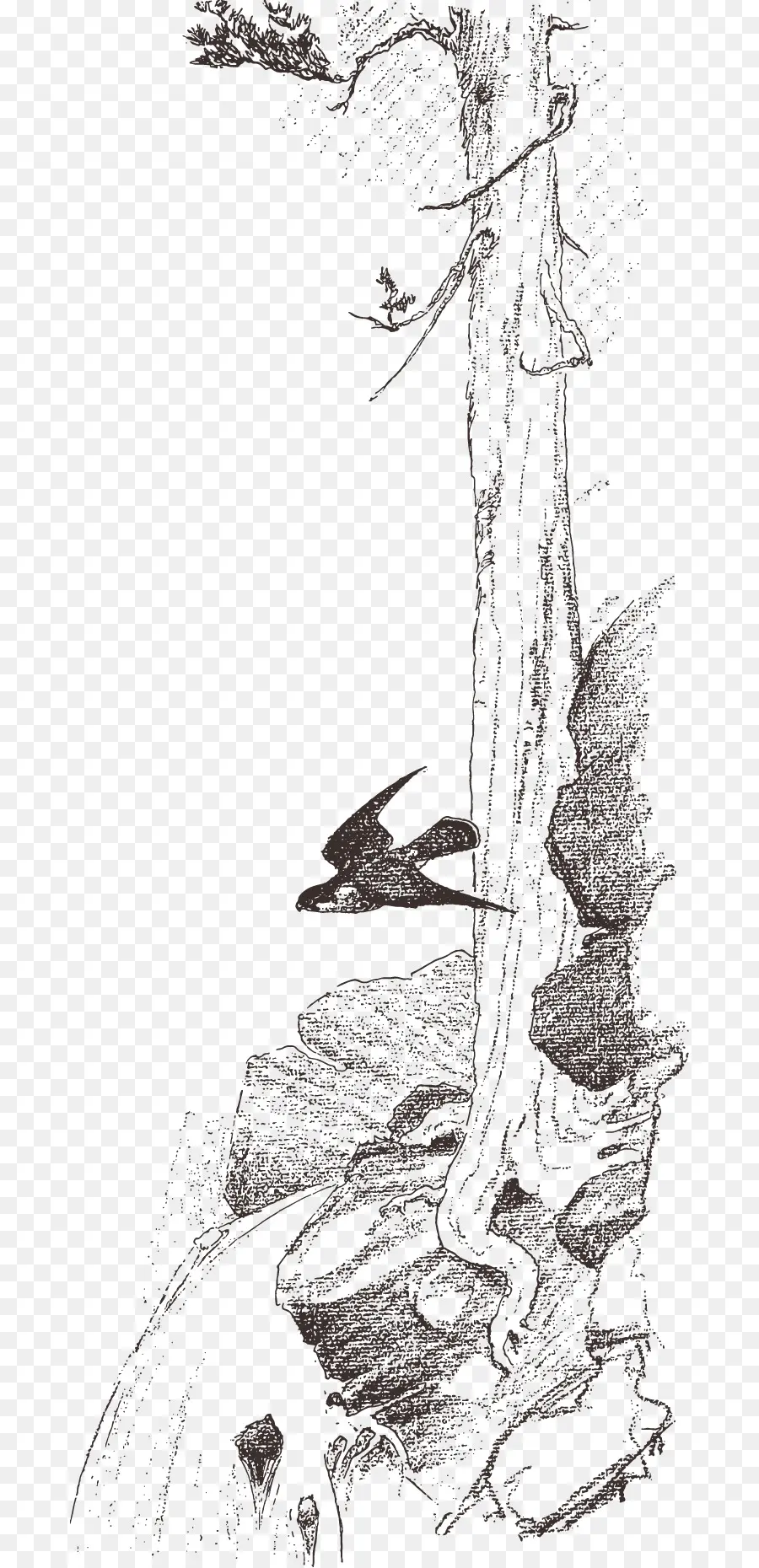 Arbre，Oiseau PNG