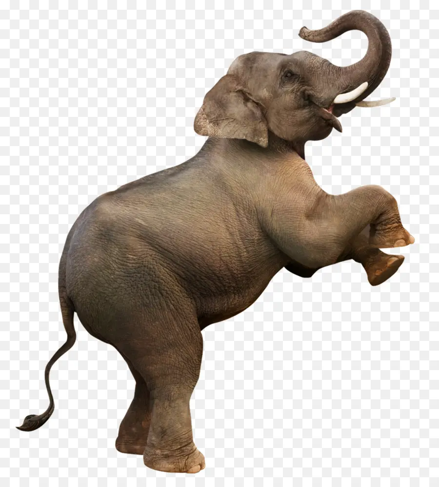 L éléphant，Télécharger PNG