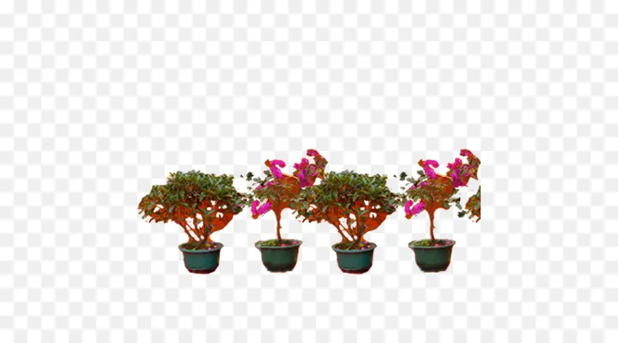 Plantes En Pot，Fleurs PNG