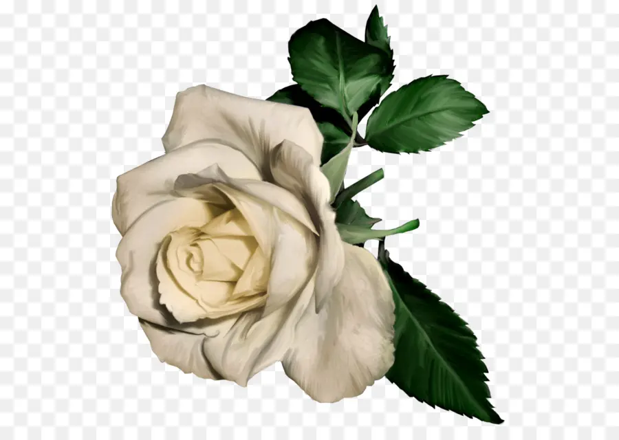 Toujours La Vie En Rose Roses，Rose PNG