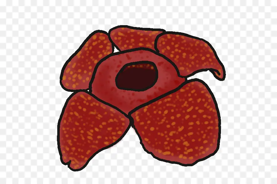 Rafflesia Arnoldii，Dessin PNG