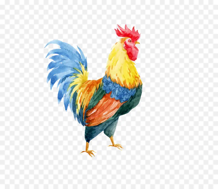 Poulets，Coq PNG