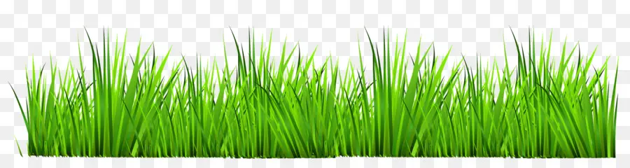 Herbe Verte，Herbe PNG