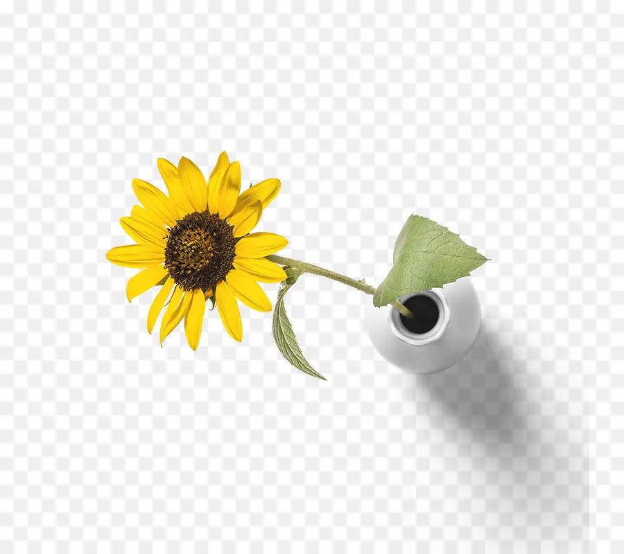 Tournesol Jaune，Vase PNG