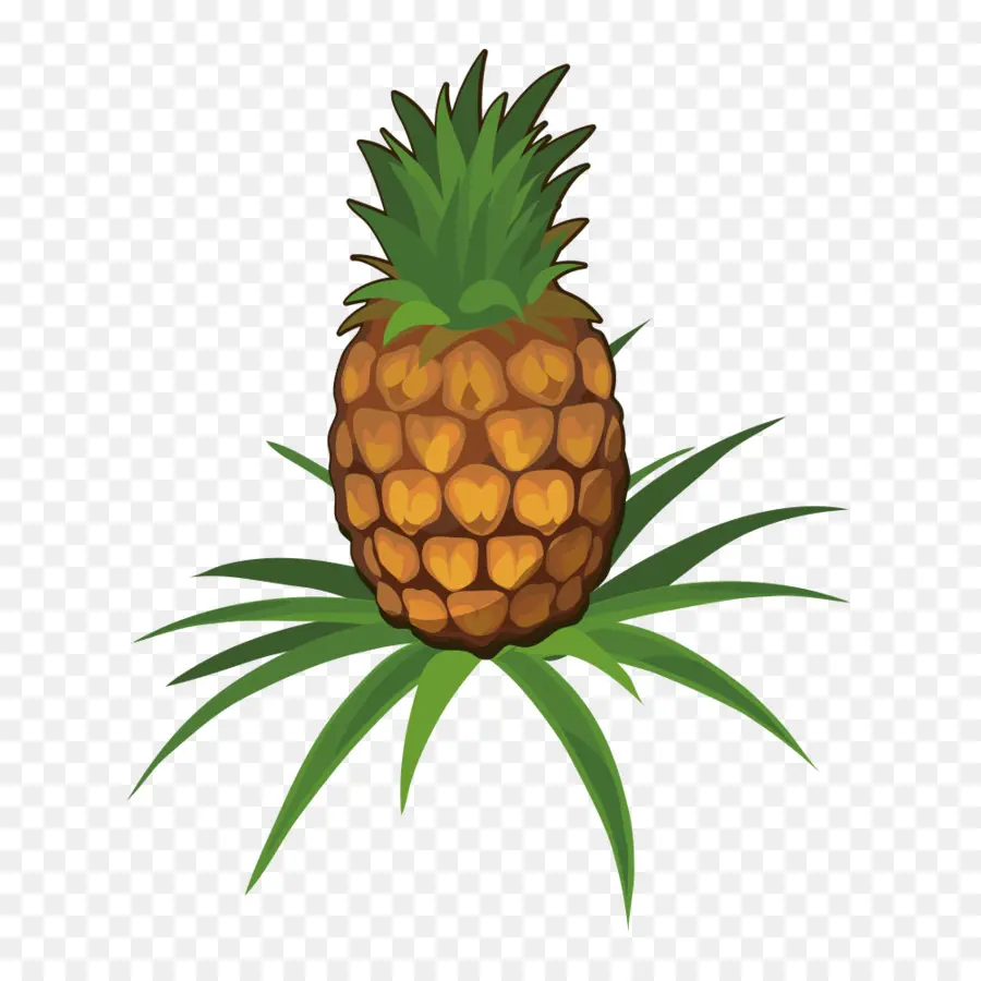 Pomme De Pin，Conifère PNG