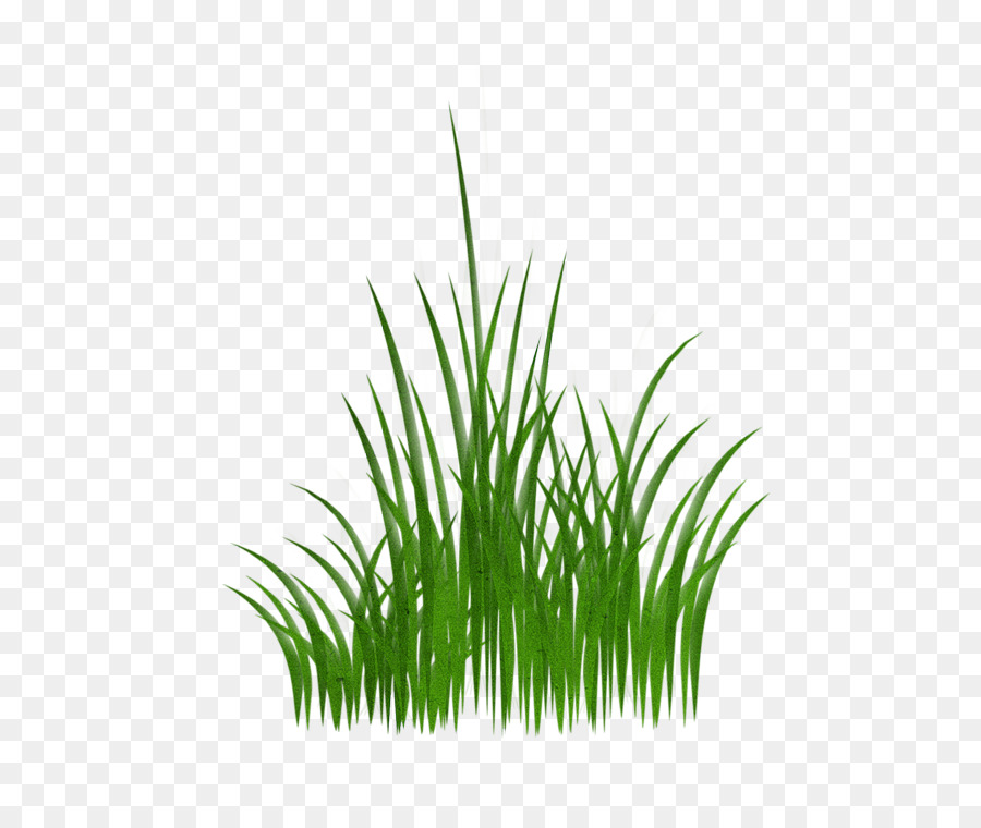 Herbe Verte，Nature PNG