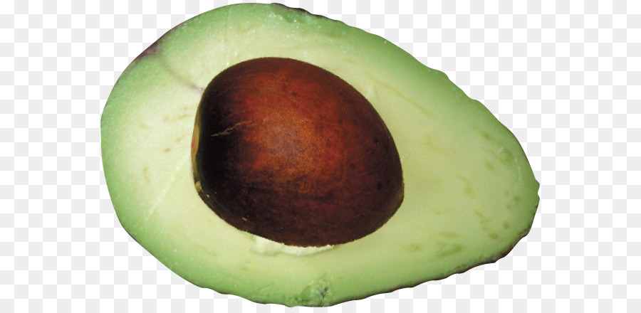 Avocat，Graine PNG