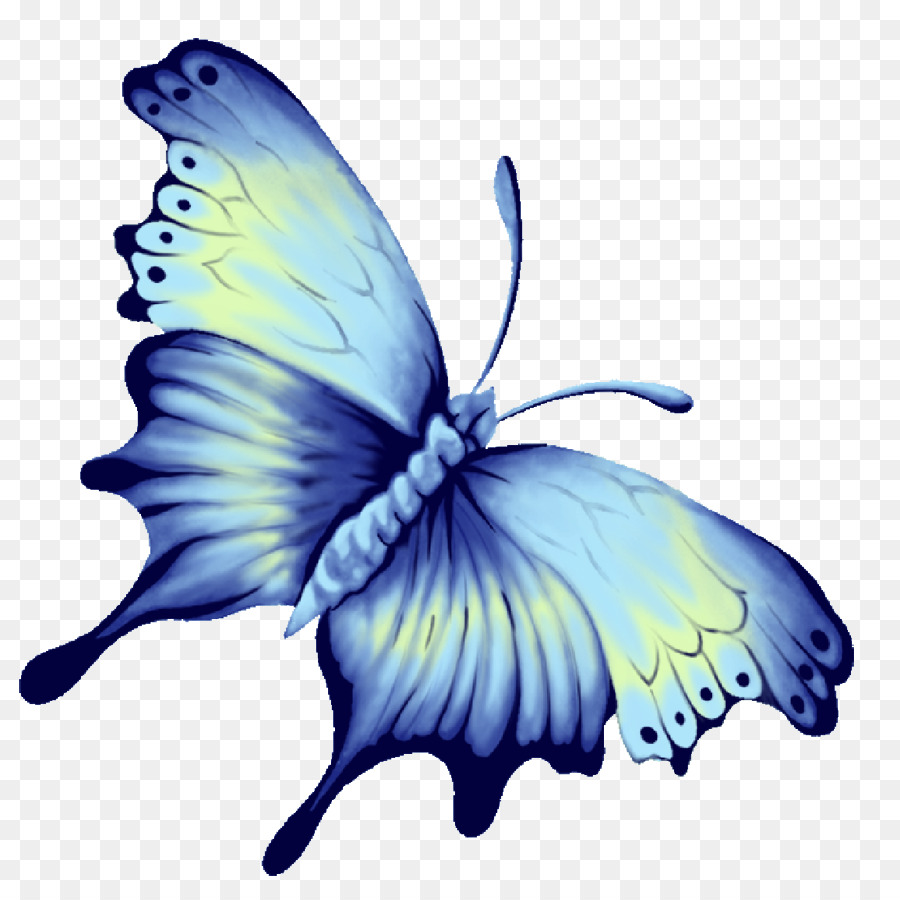 Papillon Coloré，Ailes PNG