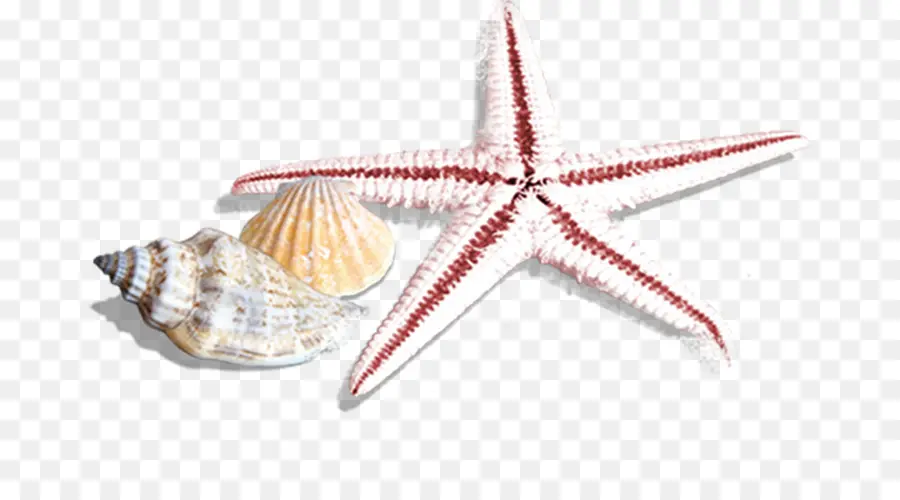 étoile De Mer，Coquillages PNG