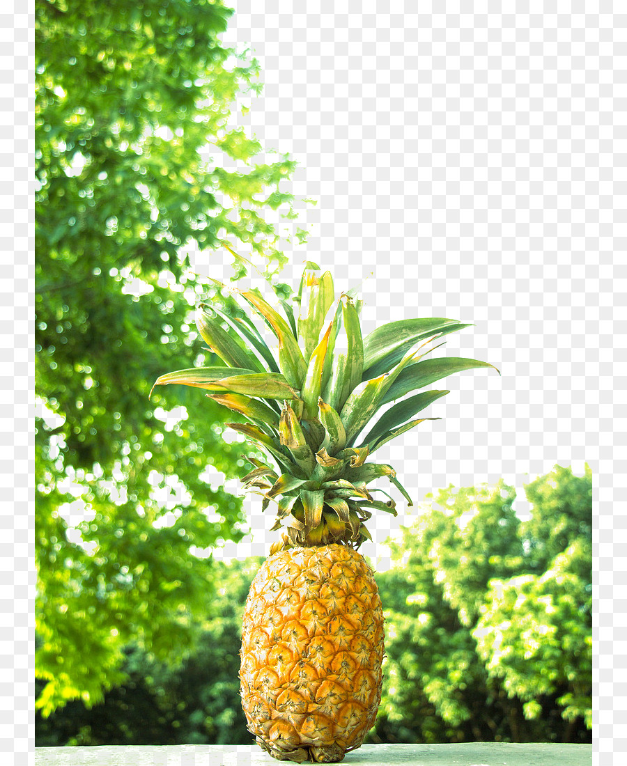 Ananas，Tropical PNG