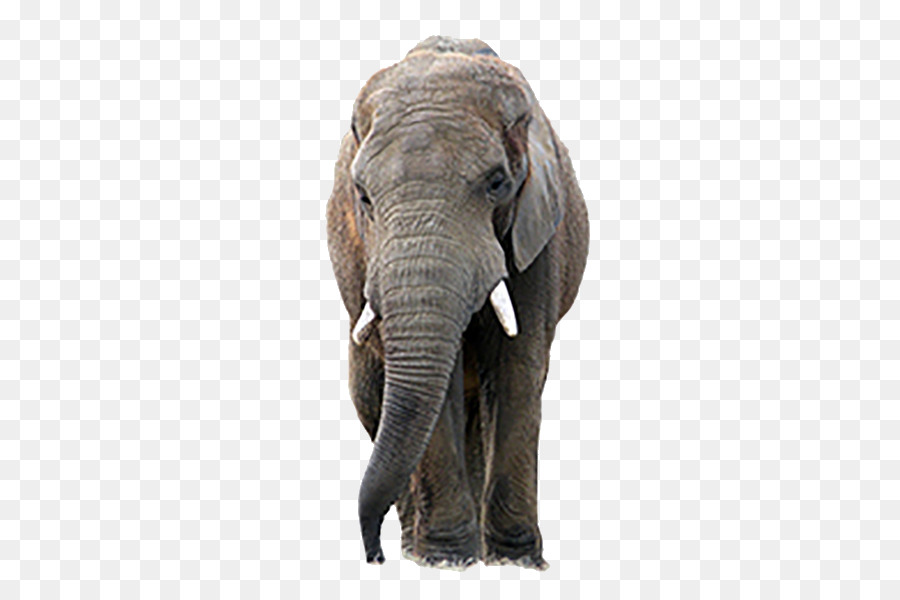 Éléphant，Coloré PNG