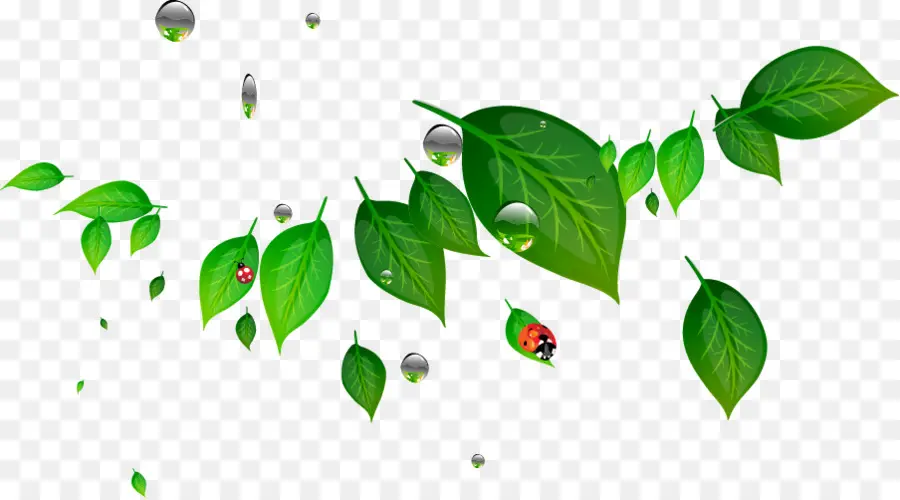 Feuille，Coccinelle PNG