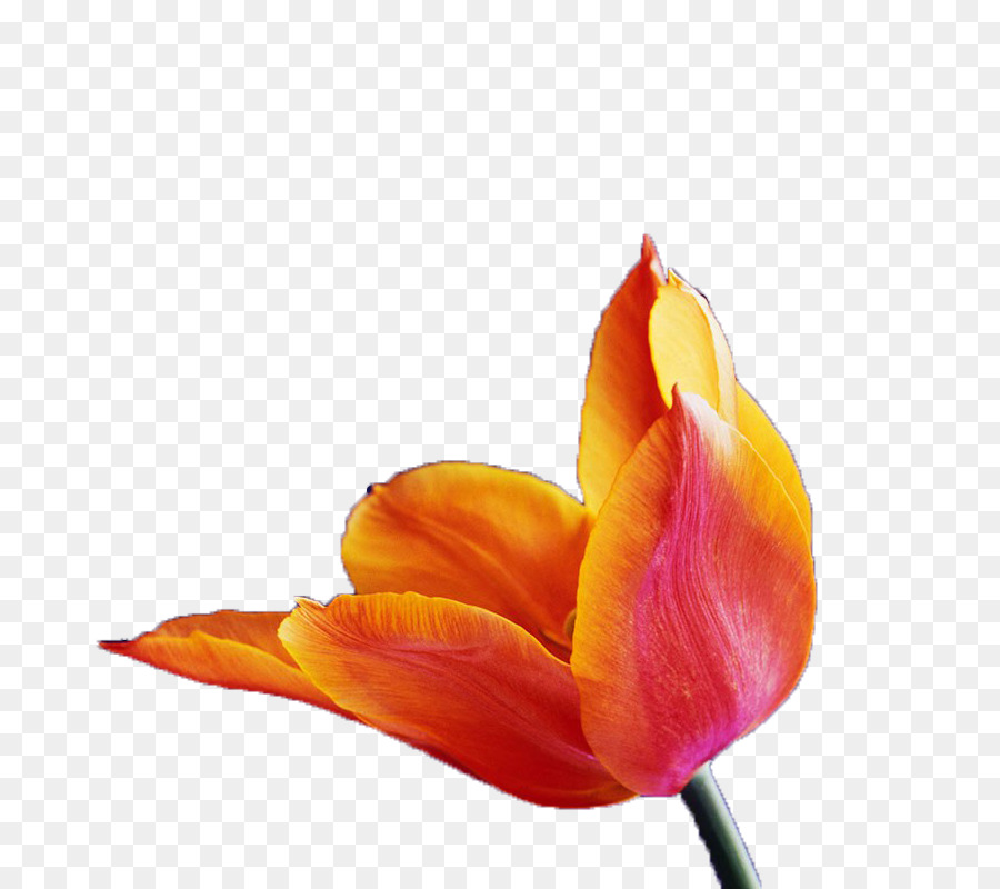 Tulip，Orange PNG