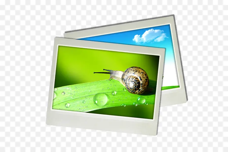 Escargot，Feuille PNG