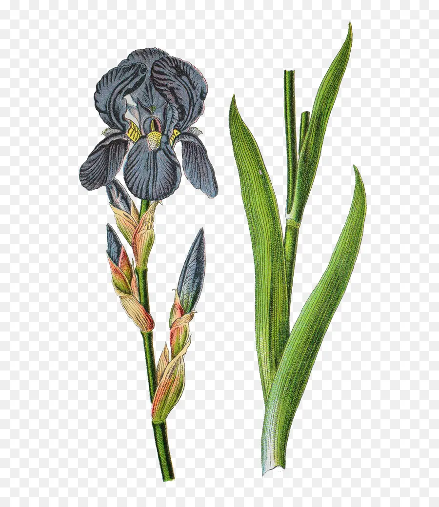 Allemagne，Iris Germanica PNG