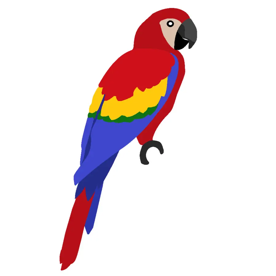 Perroquet，Rouge PNG