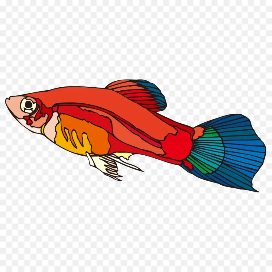 Poisson Coloré，Rouge PNG