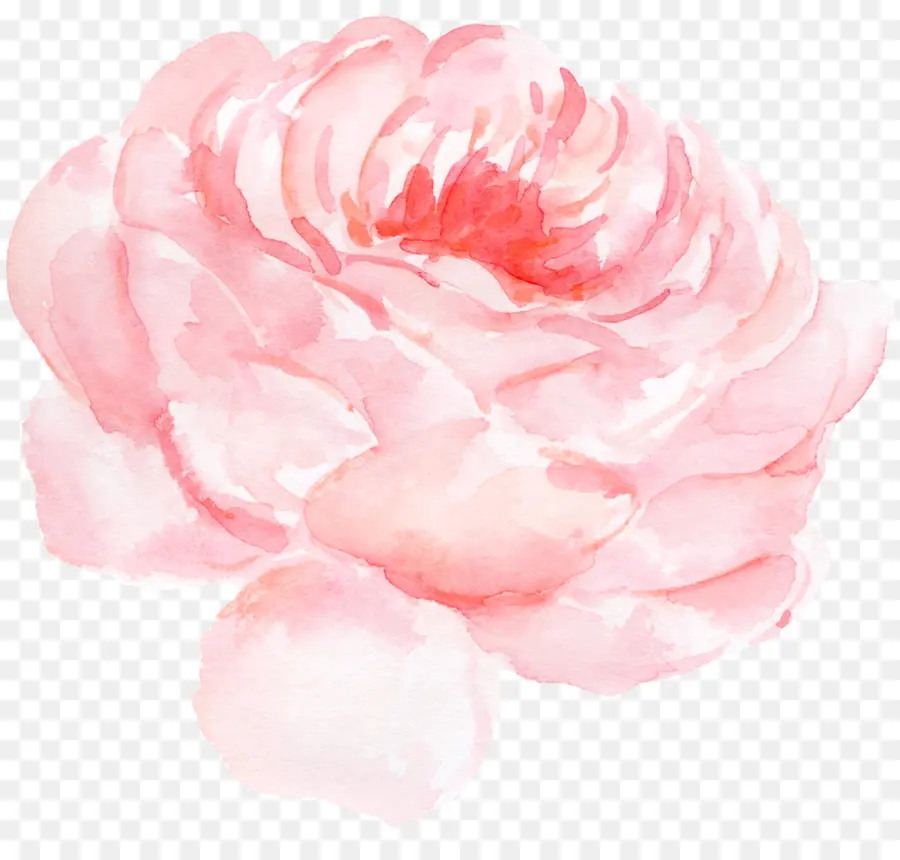 Papier，Roses De Centifolia PNG