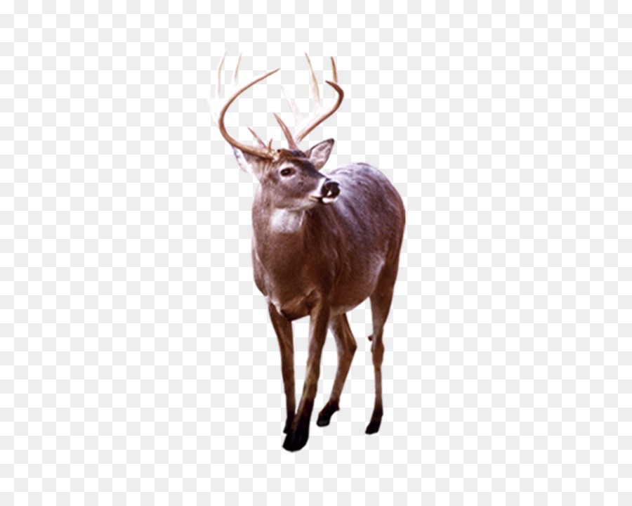 Cerf，Bois PNG