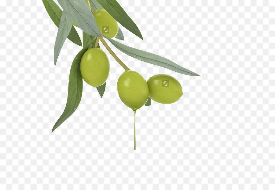 Olives Vertes，Bifurquer PNG