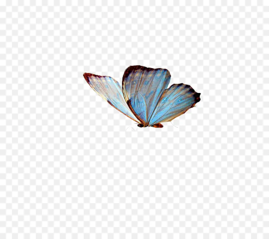 Papillon，Les Insectes PNG