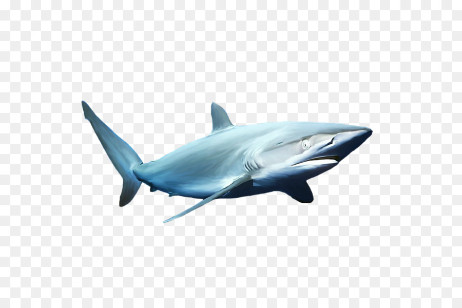 Requin De Dessin Animé，Poisson PNG