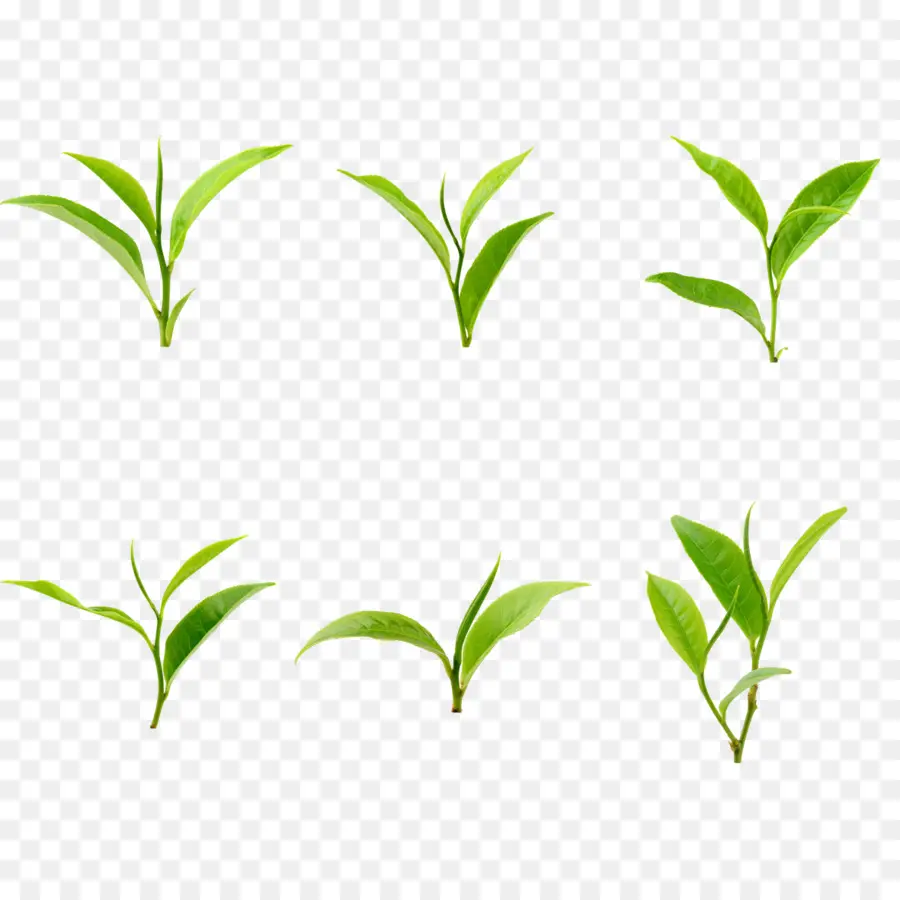 Feuilles Vertes，Usine PNG