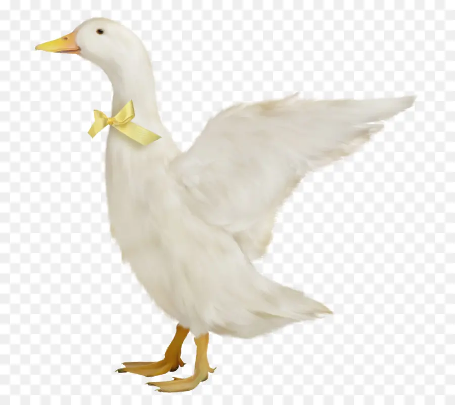 Canard Blanc，Oiseau PNG