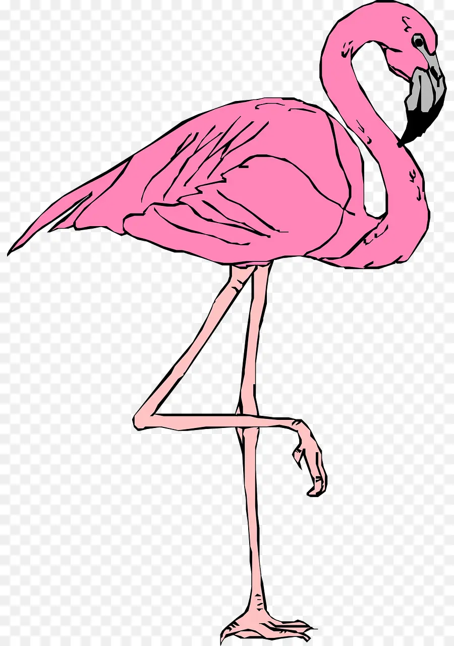 Flamingo，Contenu Gratuit PNG