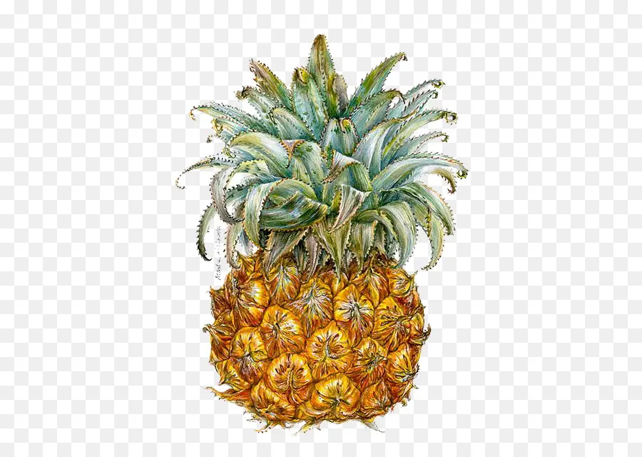 Ananas，Tropical PNG