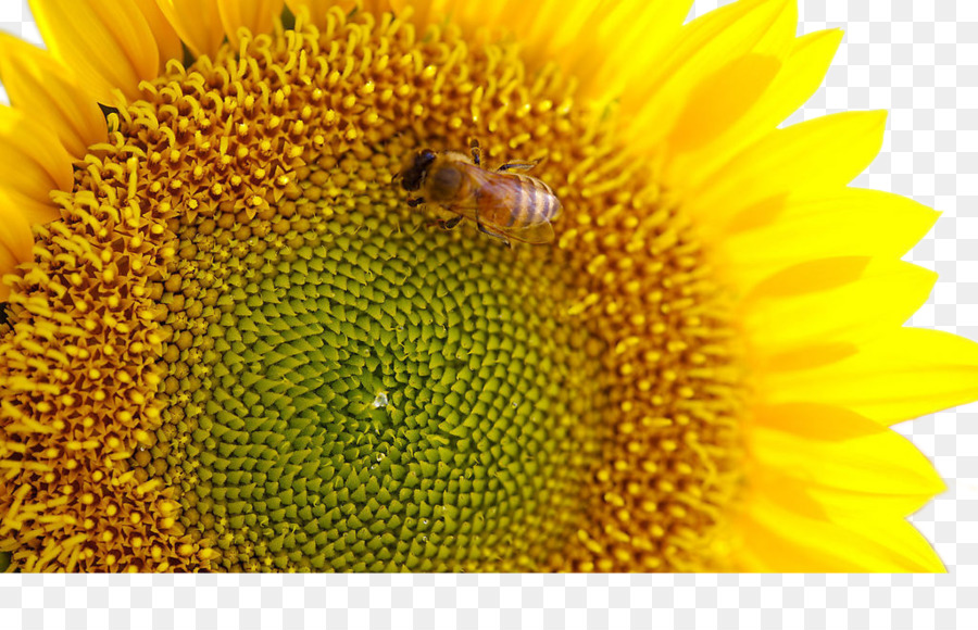 Tournesol，Fleur PNG