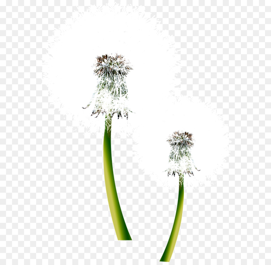 Pissenlits，Fleur PNG