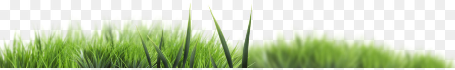 Herbe Verte，Herbe PNG