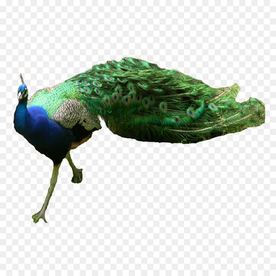 Paon，Oiseau PNG