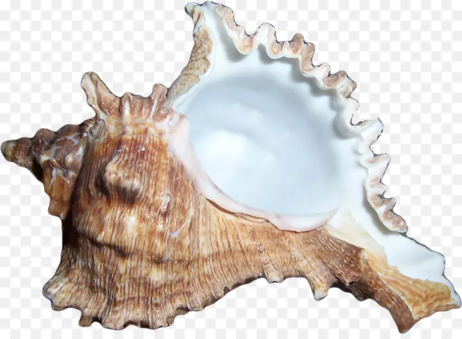 Coquille De Conque，Mer PNG