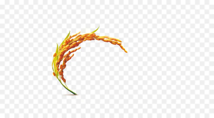 Riz，Grain PNG