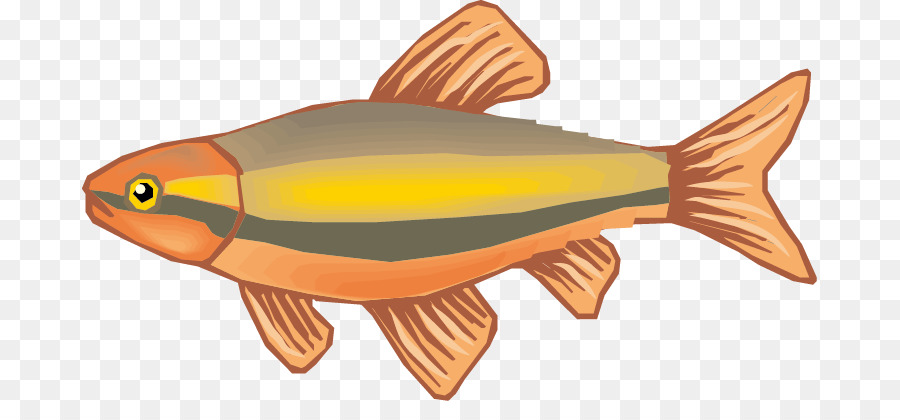 Poisson Orange，Aquatique PNG