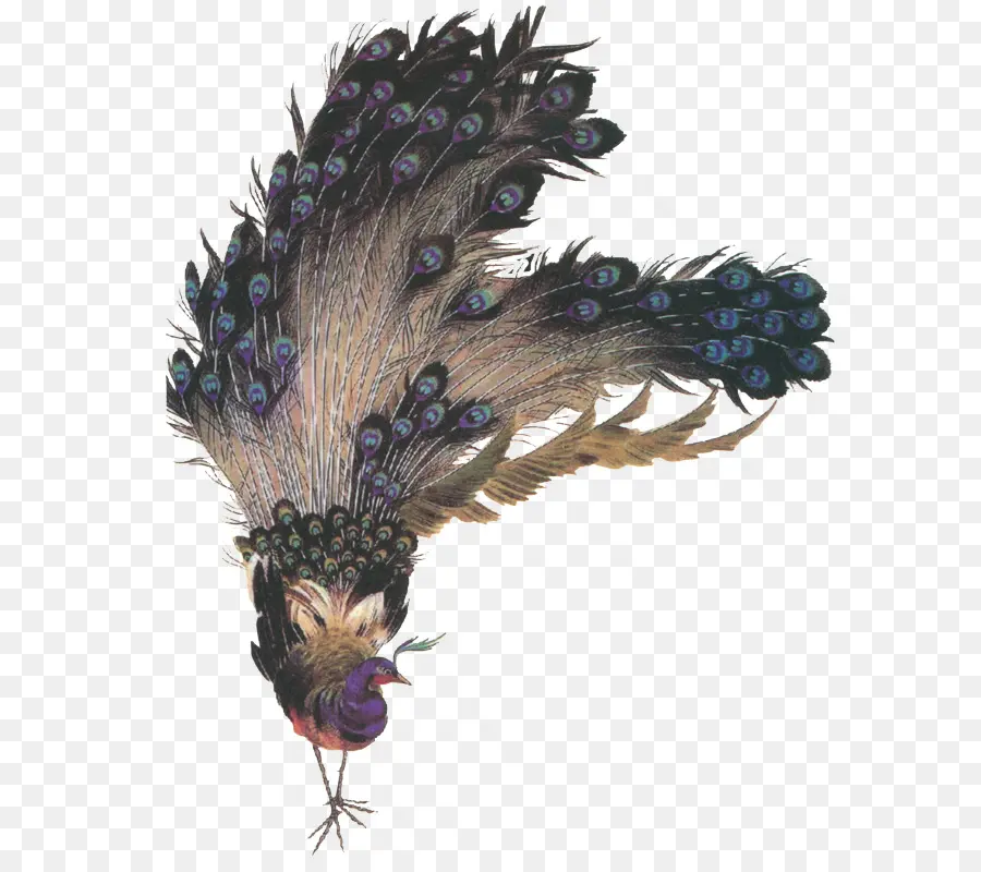 Paon，Plumes PNG