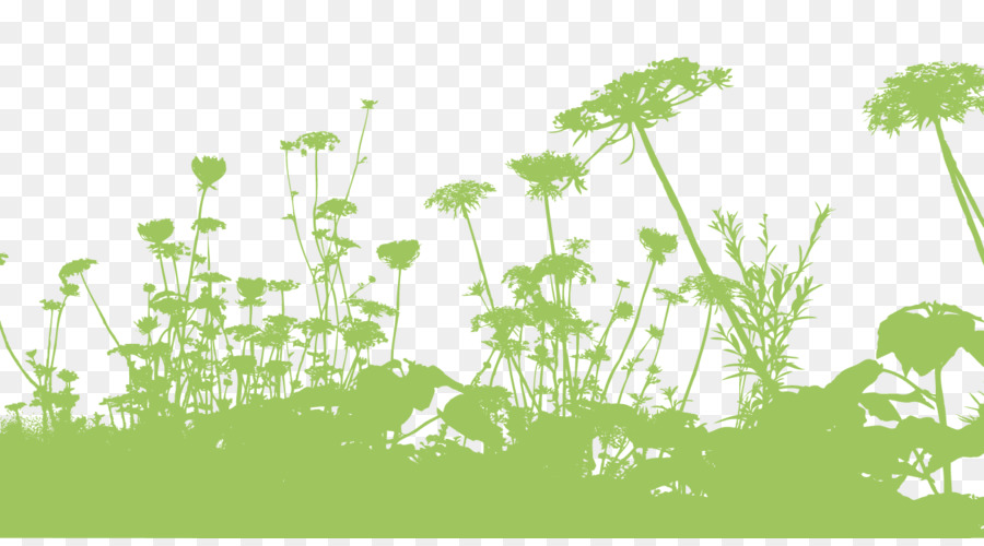 Plantes，Vert PNG