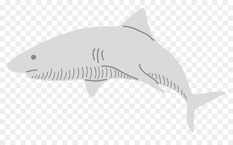 Requin，Blanc PNG