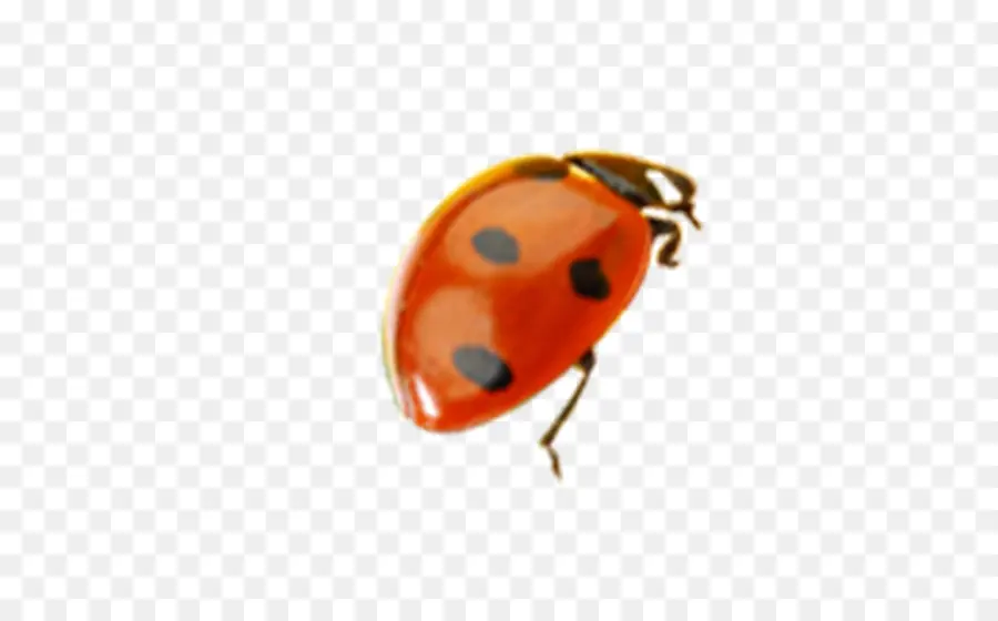 Coccinelle，Rouge PNG