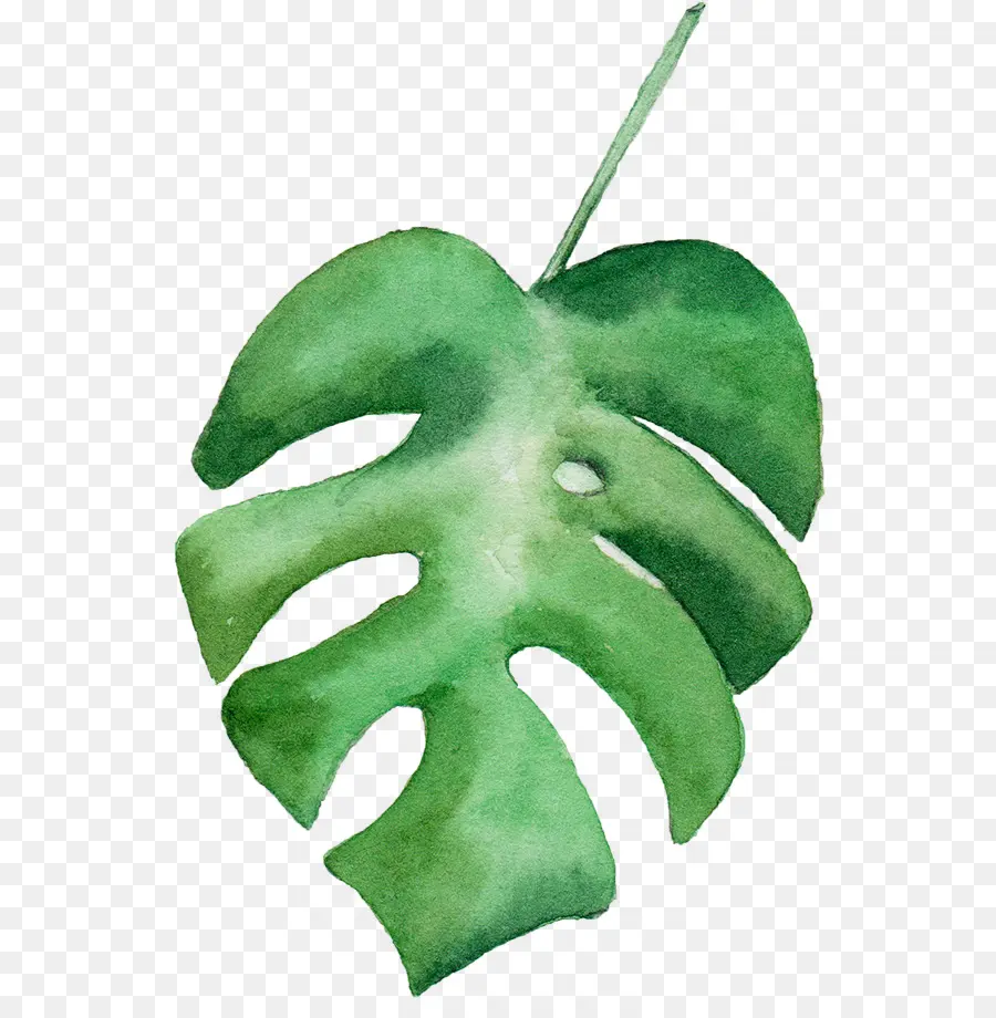 Feuille De Monstera，Vert PNG