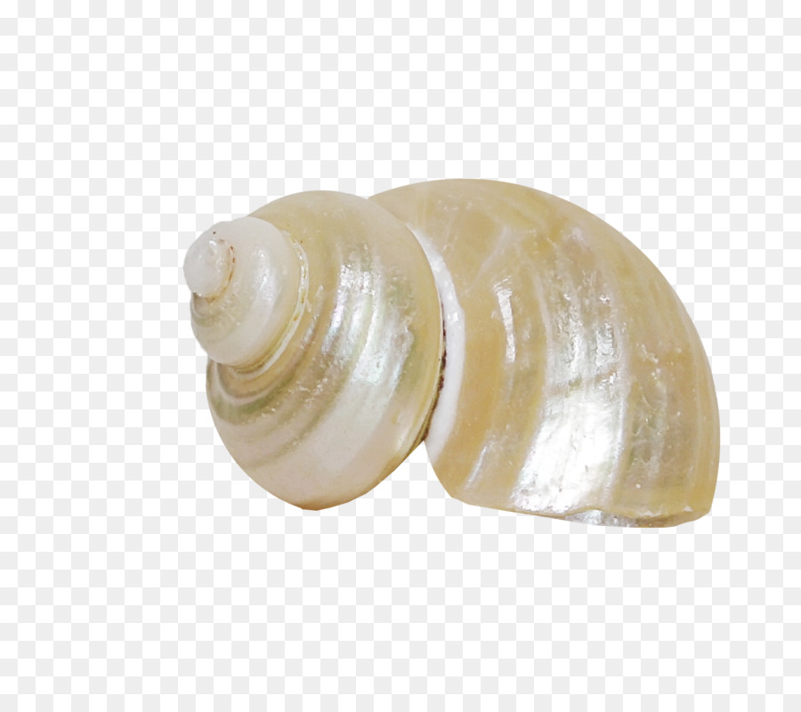 Coquille D'escargot，Coquille PNG